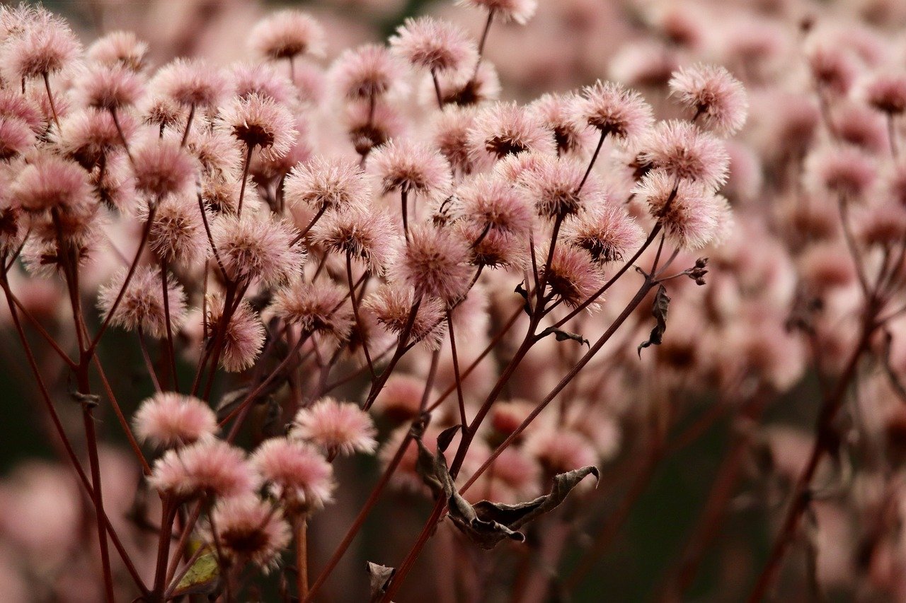 苍空物语：皇冠平台开户